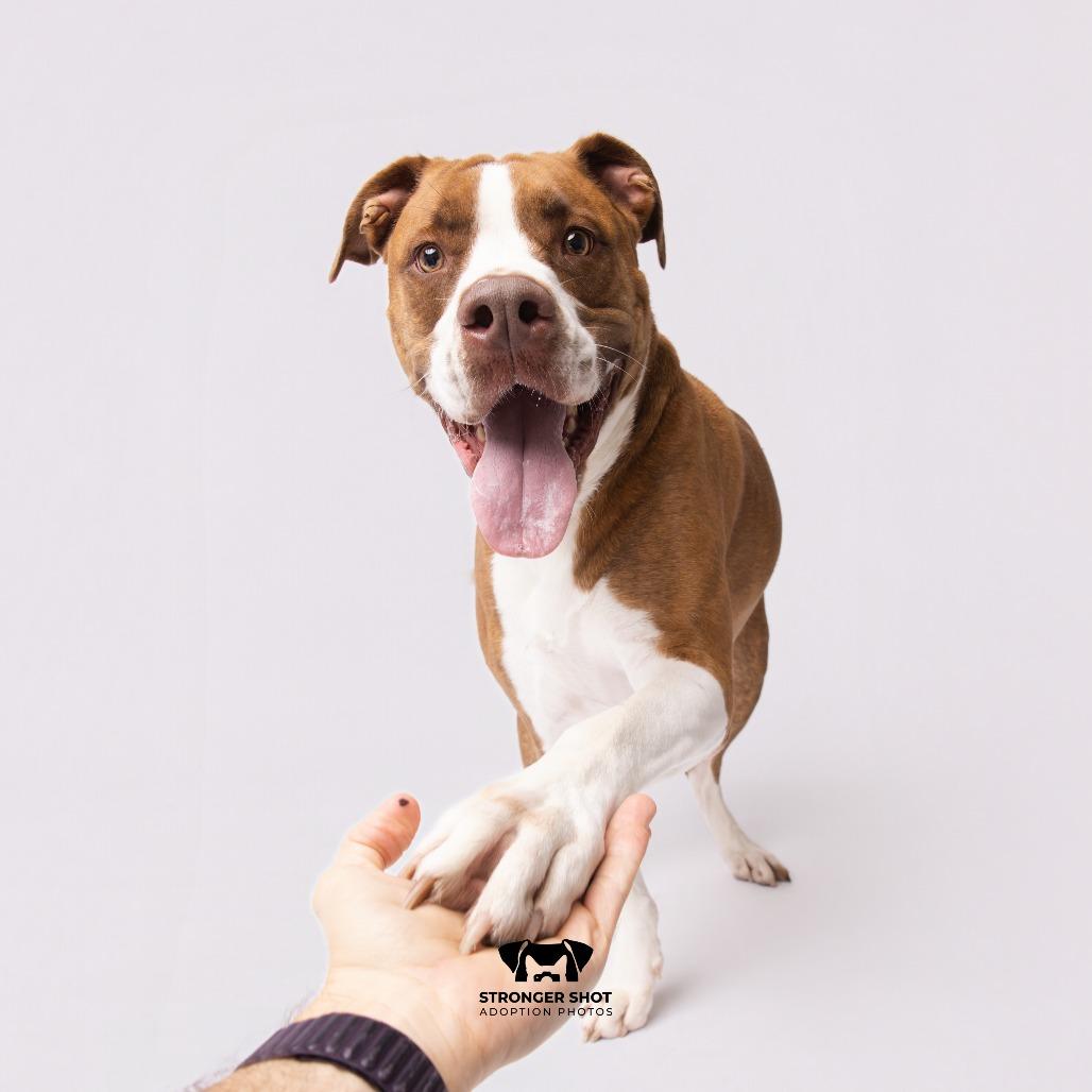 Koda
