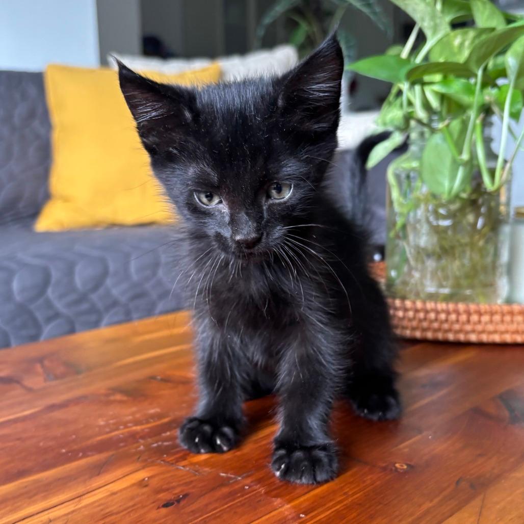 Jalapeno