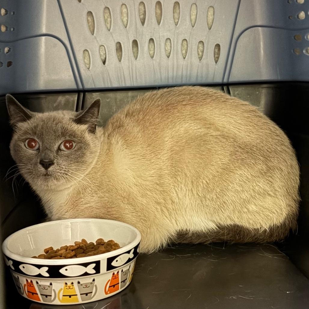 Stray 9/11/26 A65108