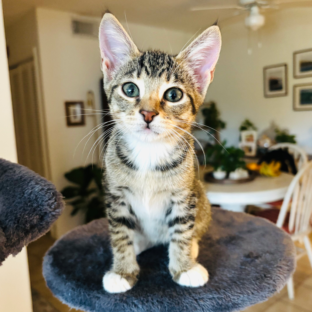 Koda