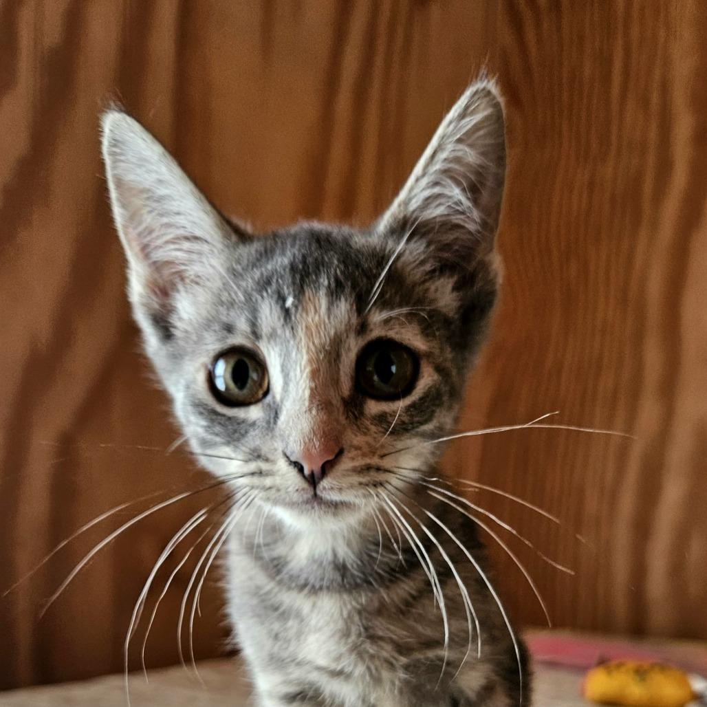 Buttercup 