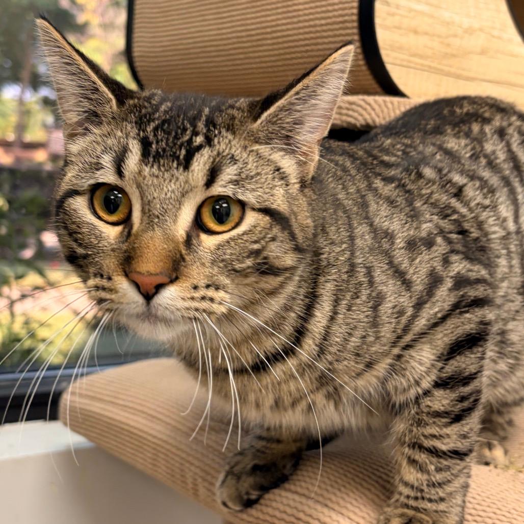 Manny - In Foster to Adopt