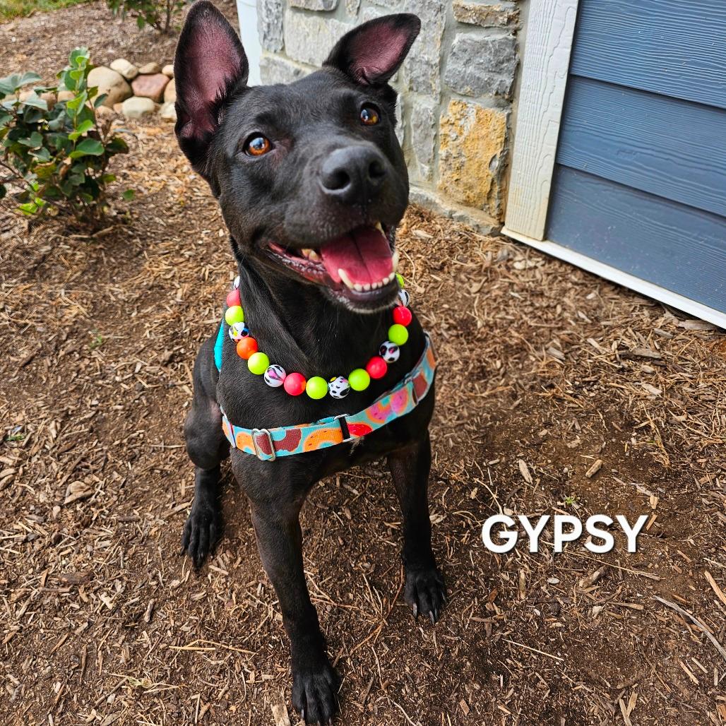 Gypsy 