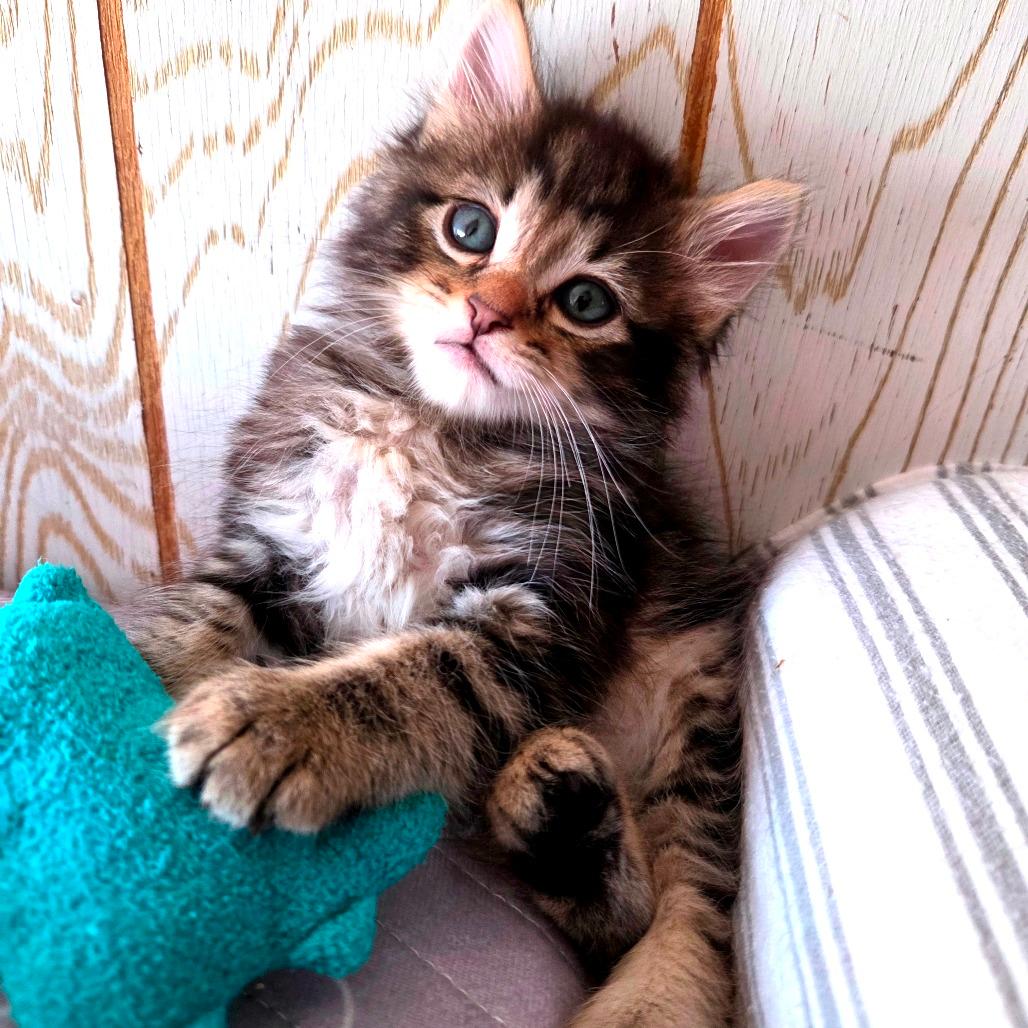 Percival