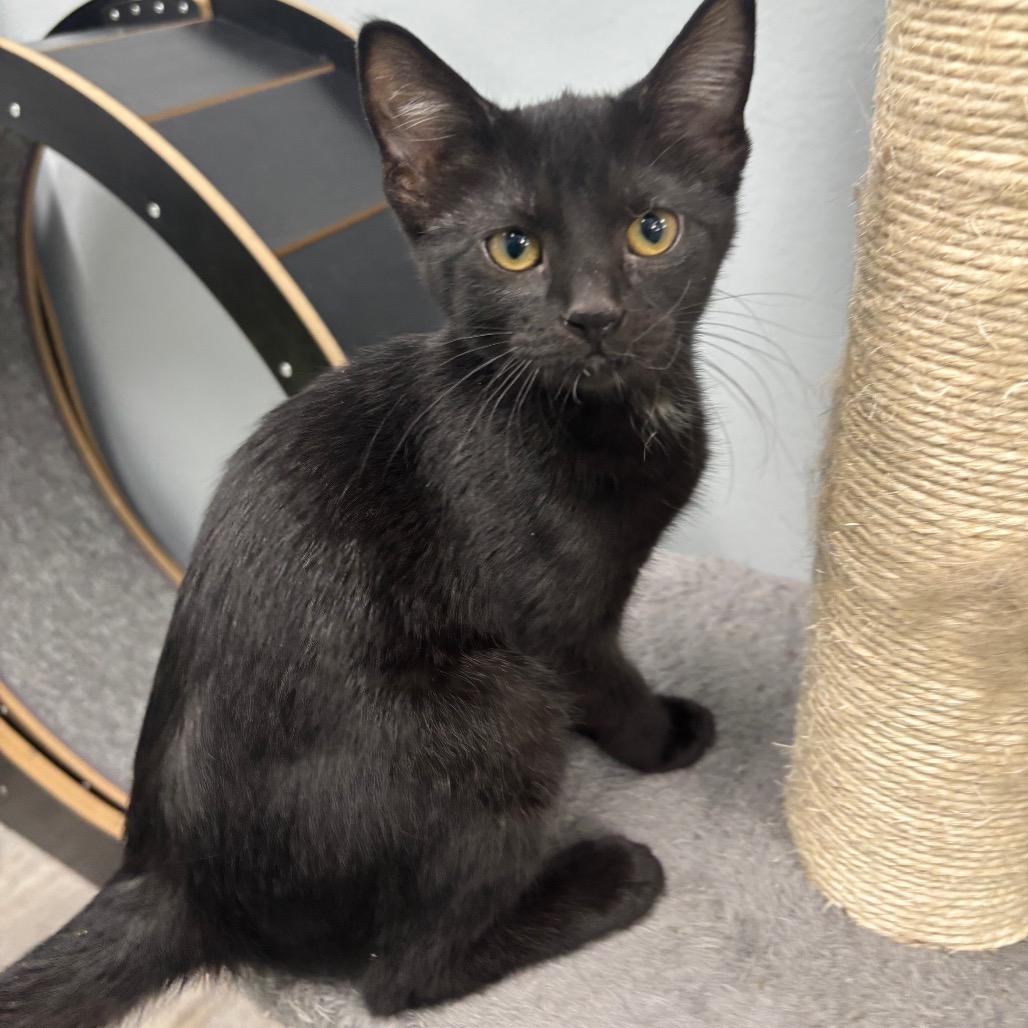 Elvira 