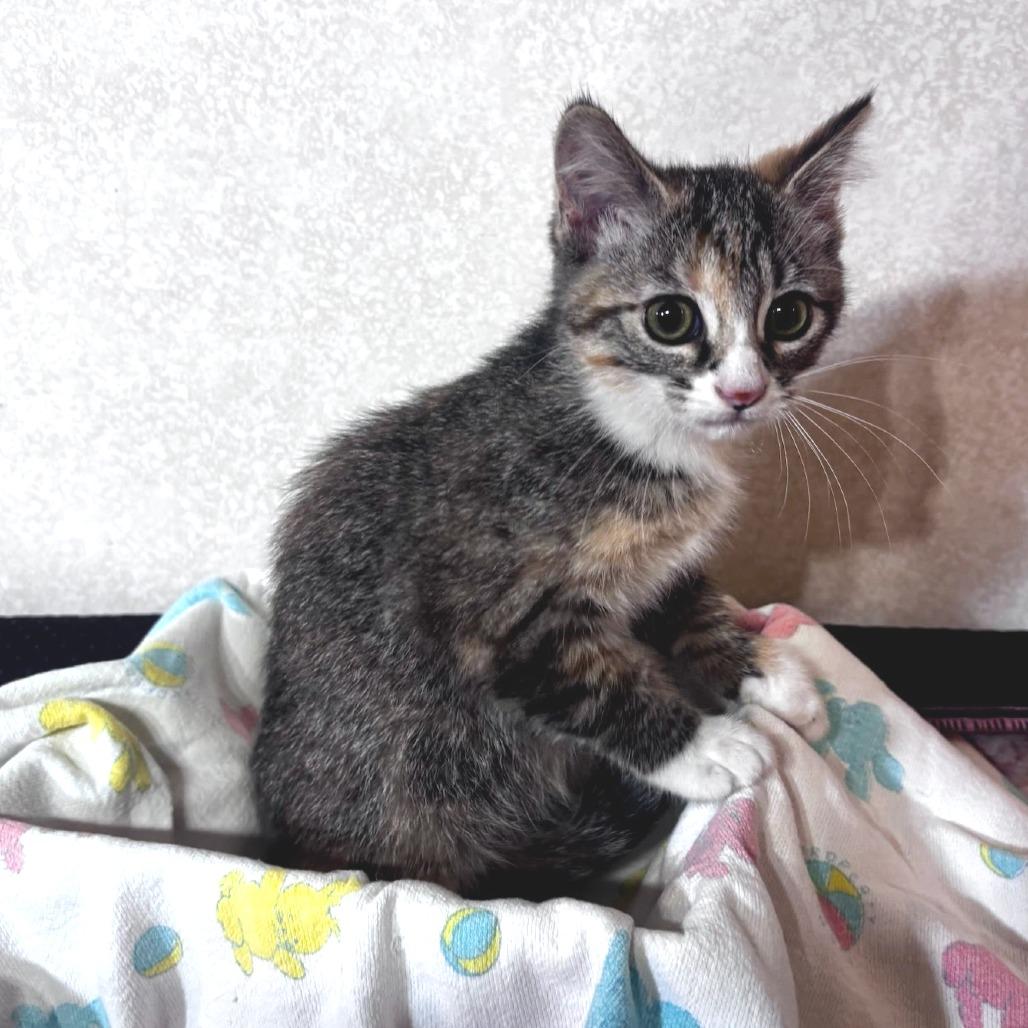 Sarah - PetSmart Belleville