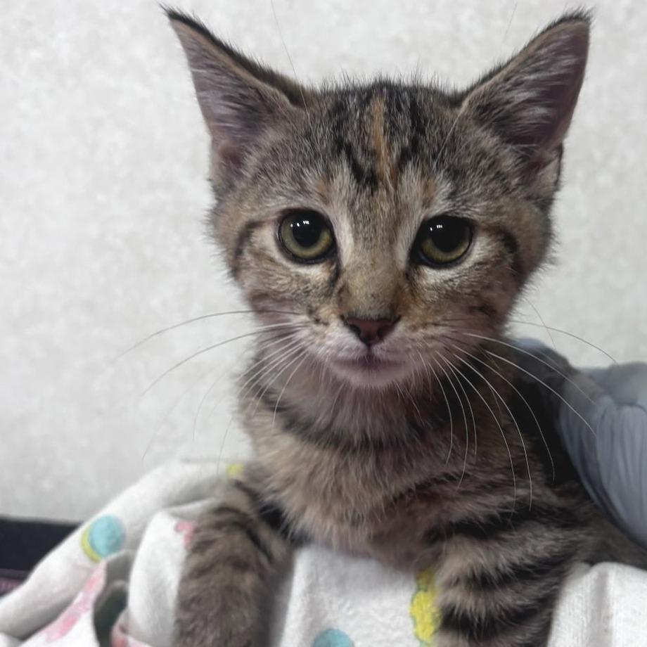 Mary - PetSmart Belleville