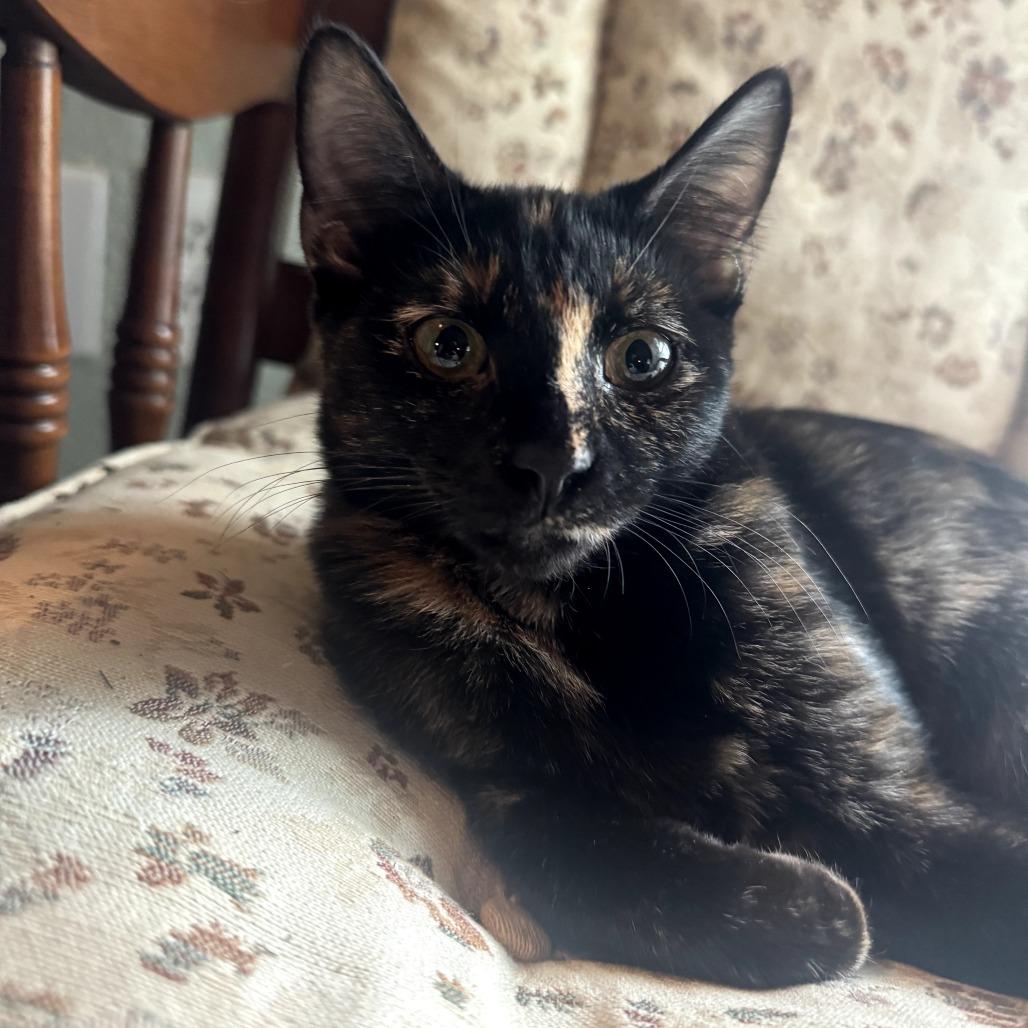 Vada