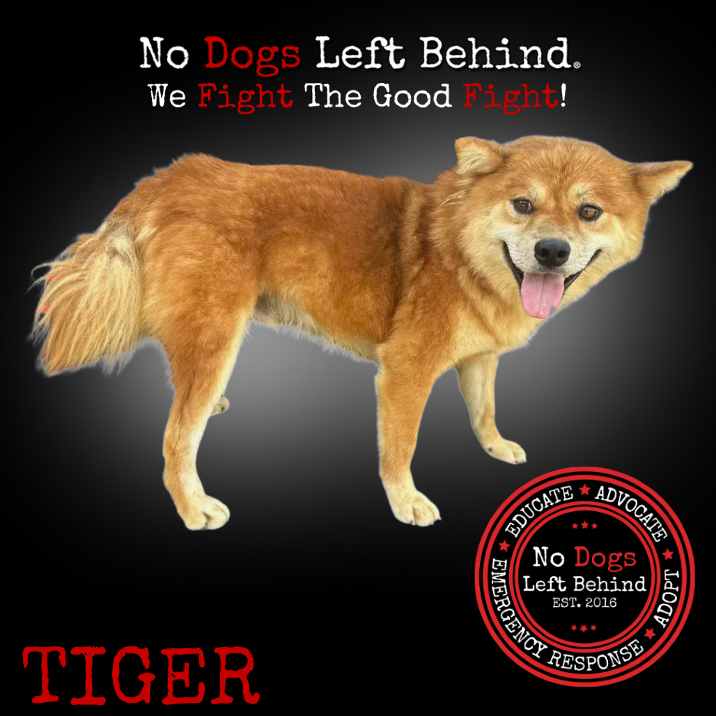 Tiger 4008