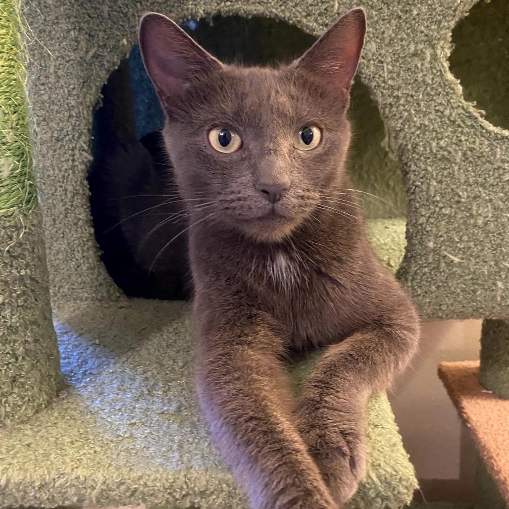 Peapod -Russian Blue mix @PAWZ pet cafe