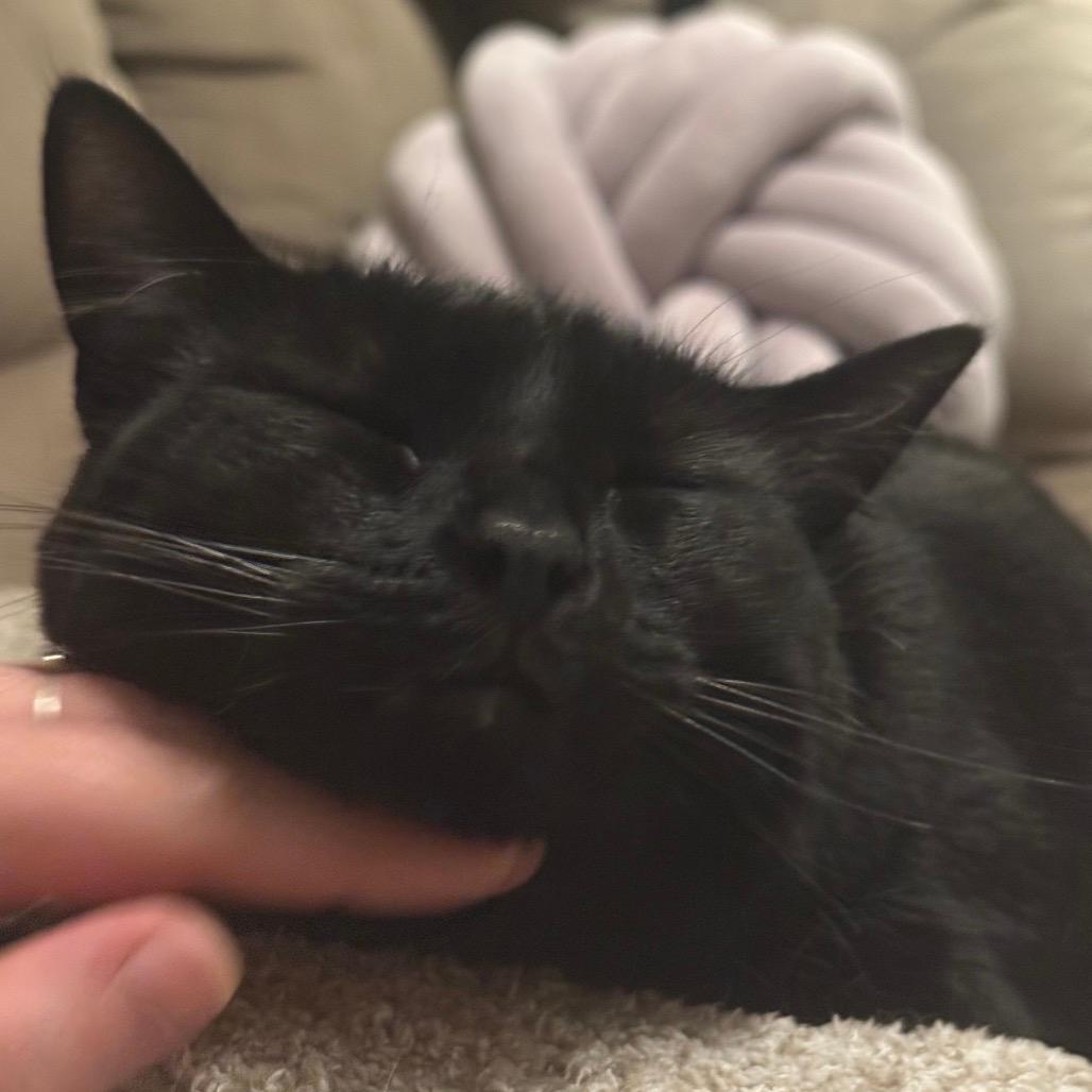 Cleo (Holly)