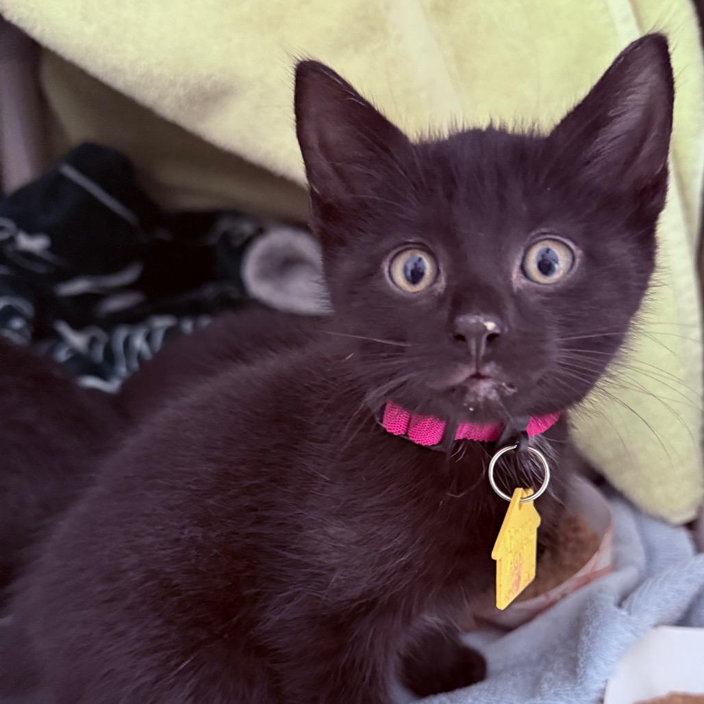 Nitara-50% OFF! In Foster