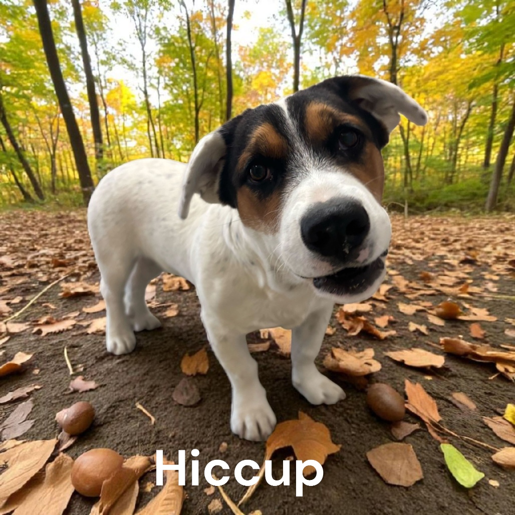 Hiccup