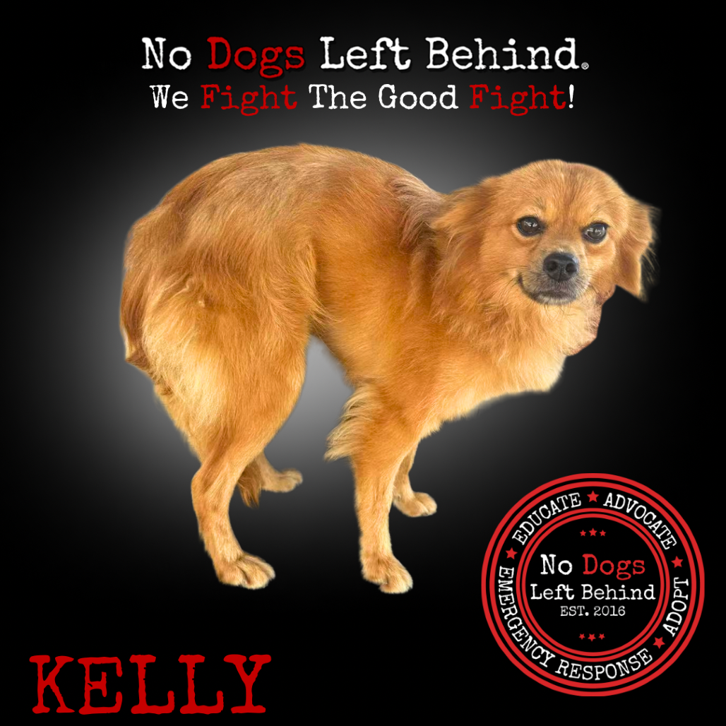 Kelly 4207
