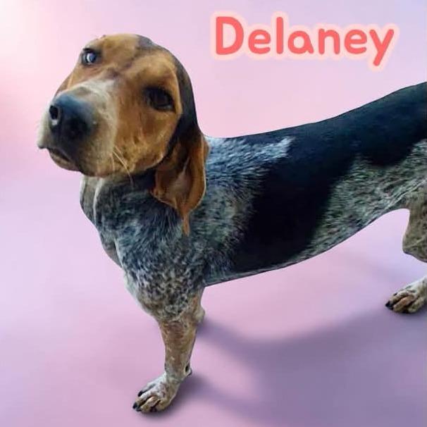 Delaney