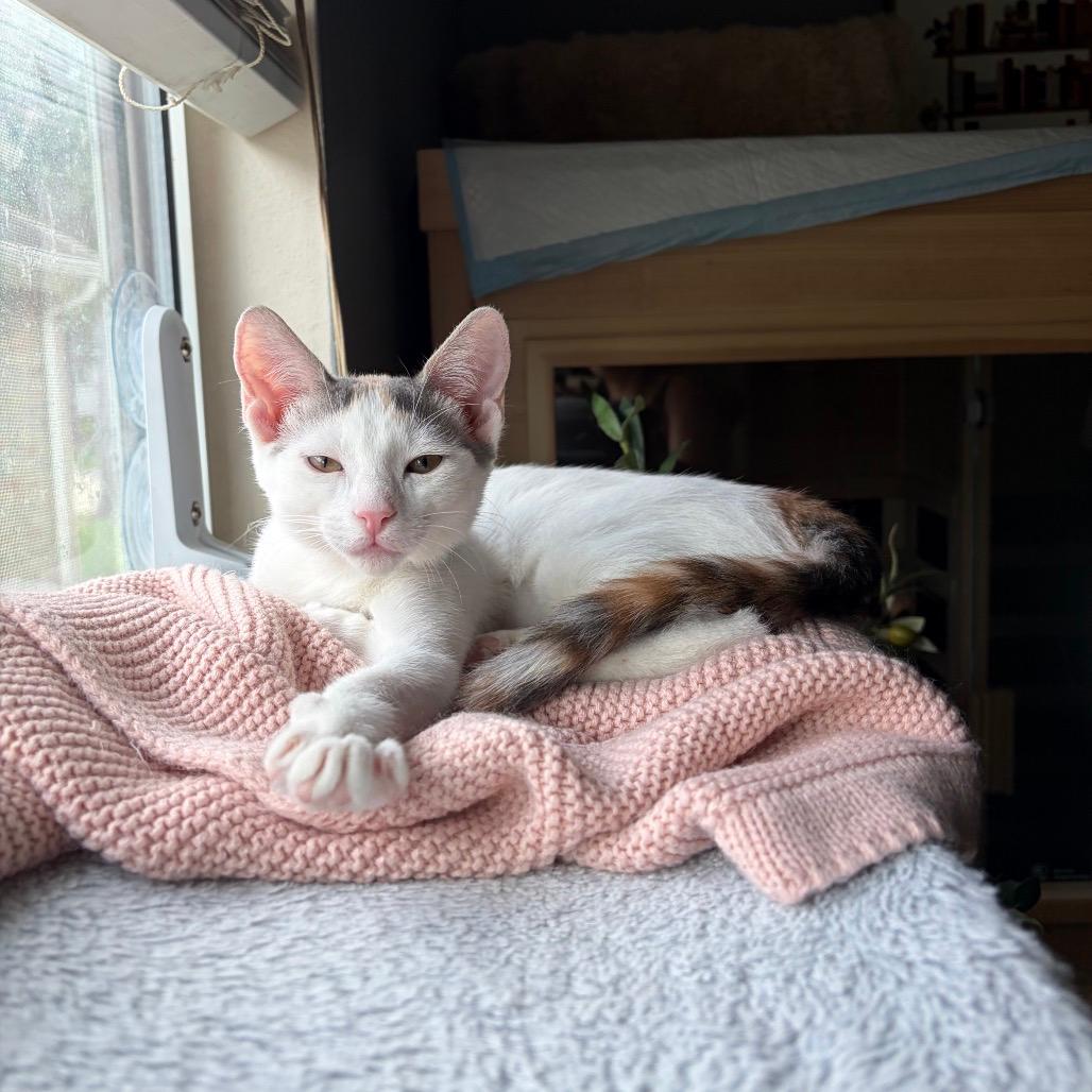Biscotti