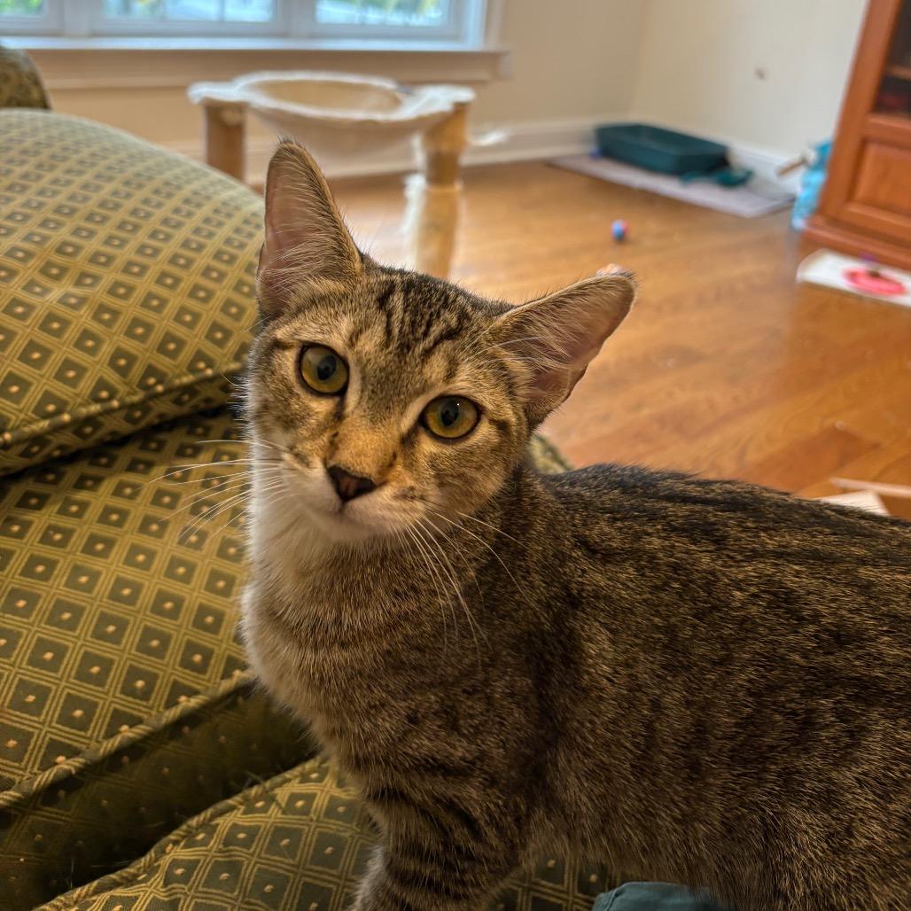 Lucy (Reynolds kitten 1)