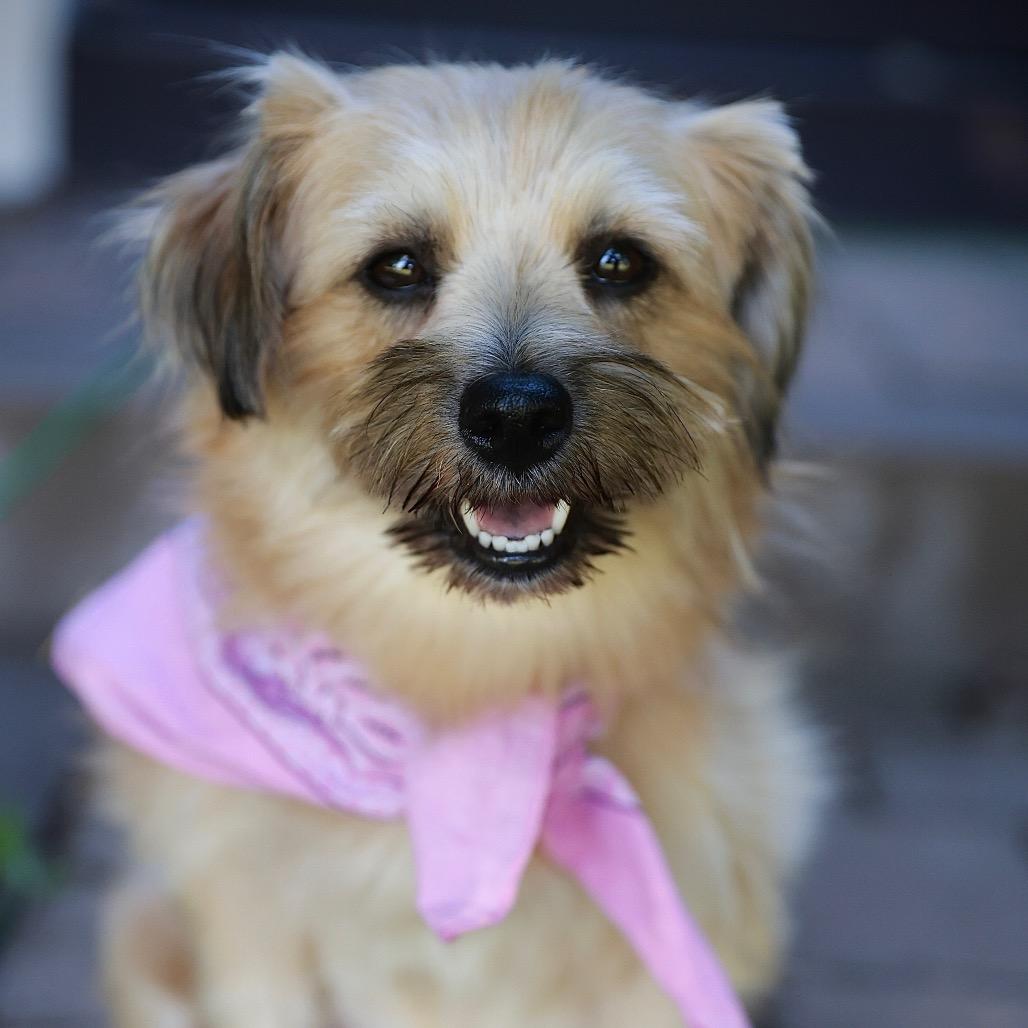 Pumpkin - No Longer Accepting Applications