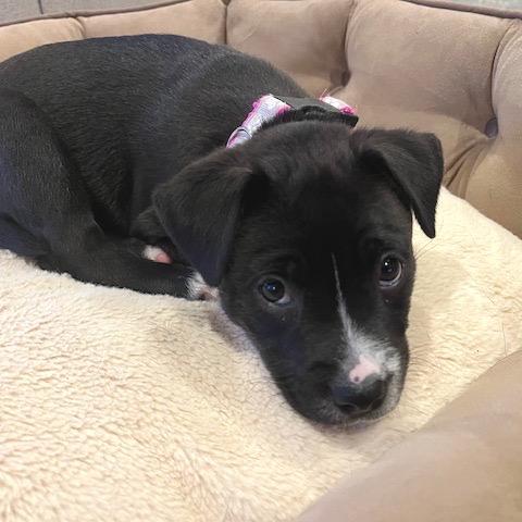 Sarabi Nala Pup