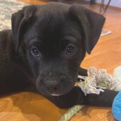 Simba Nala Pup
