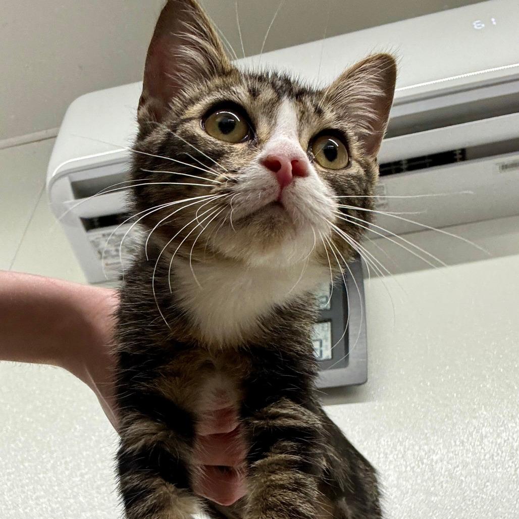 Tigger