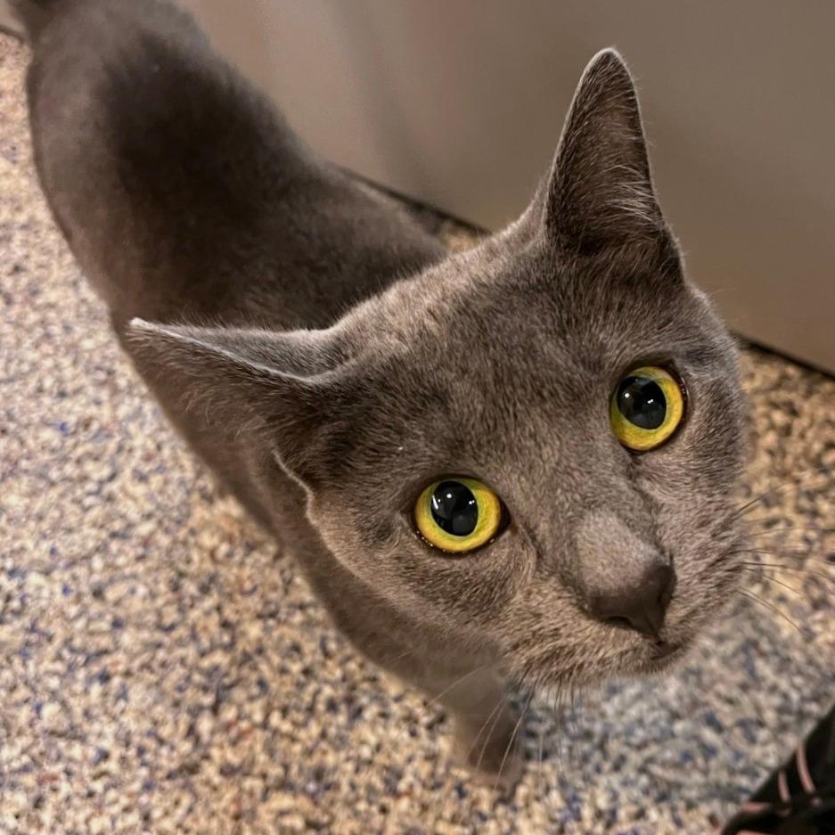 Pretty Kitty