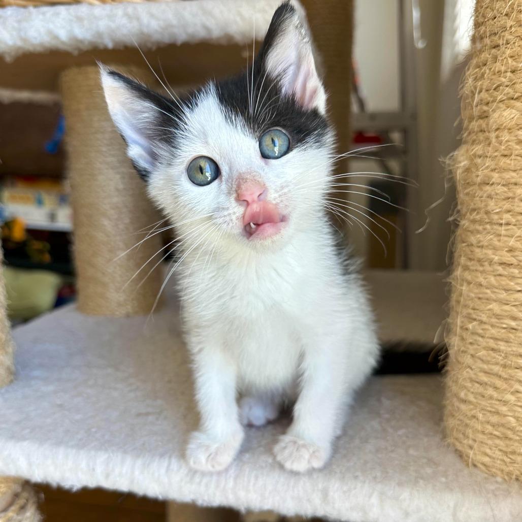 Pounce