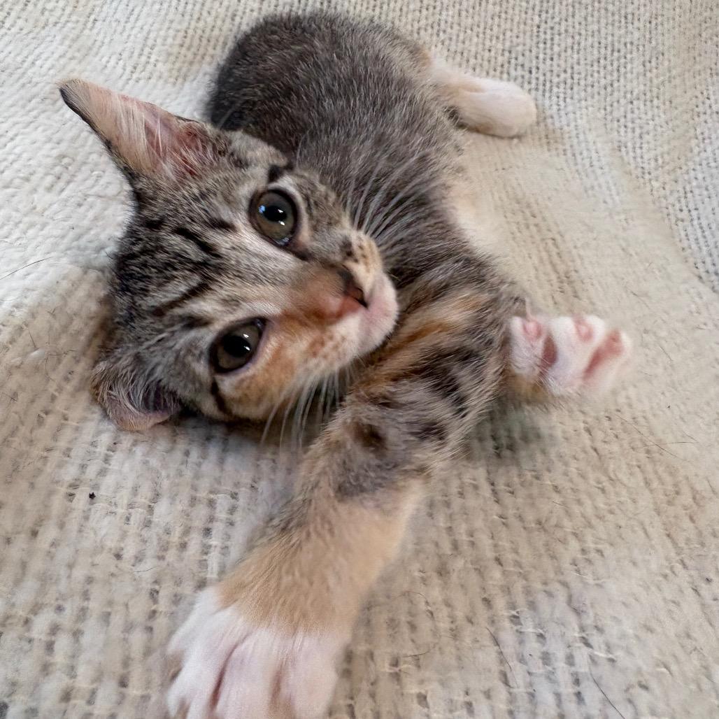 Calliope