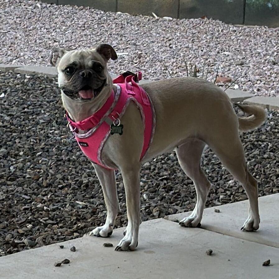 Roxy