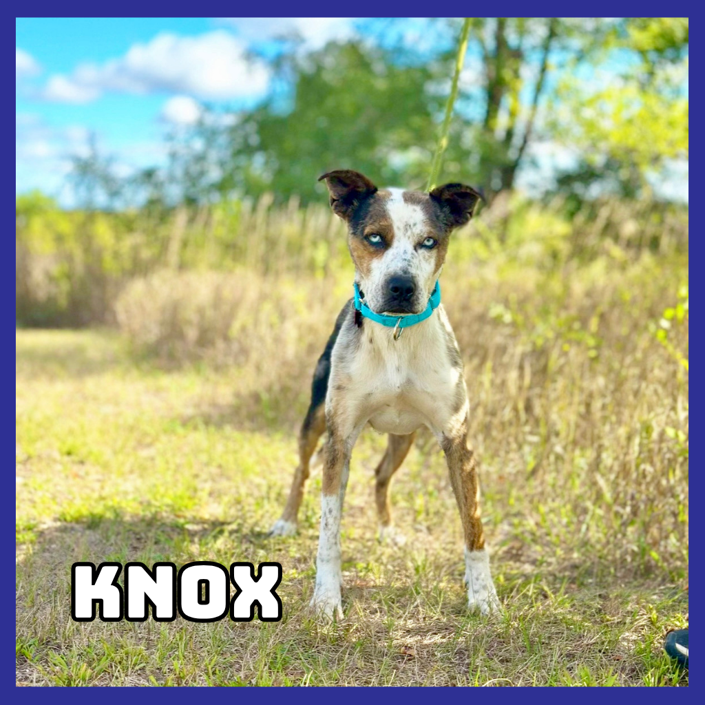 Knox