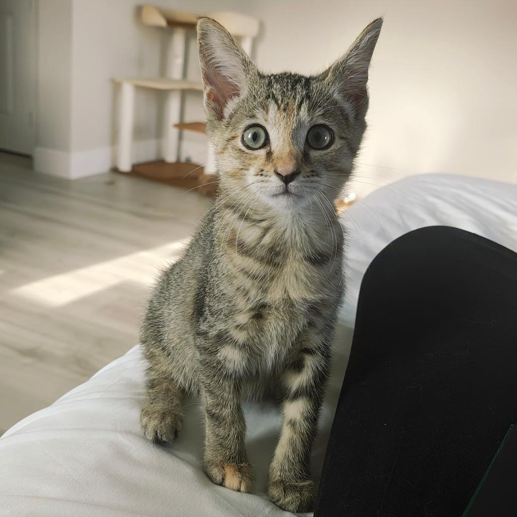 Kiara