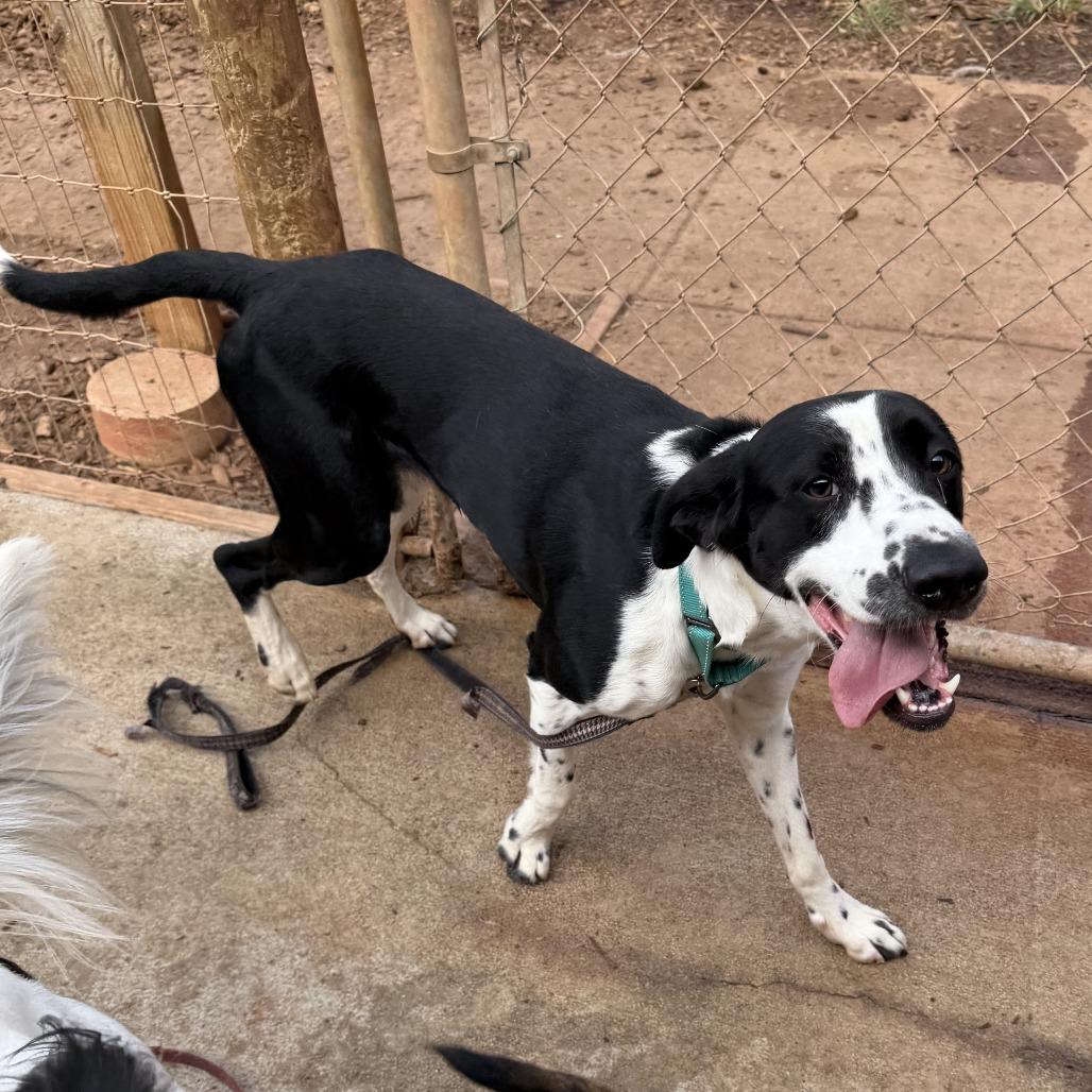 Bo pointer