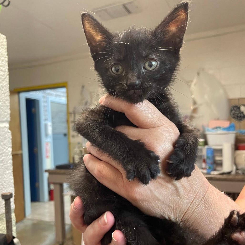 Purrloin