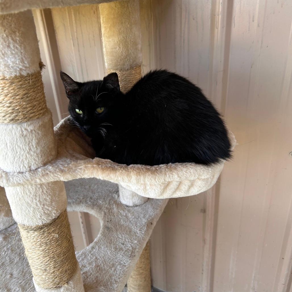 Tia - WORKING CAT 