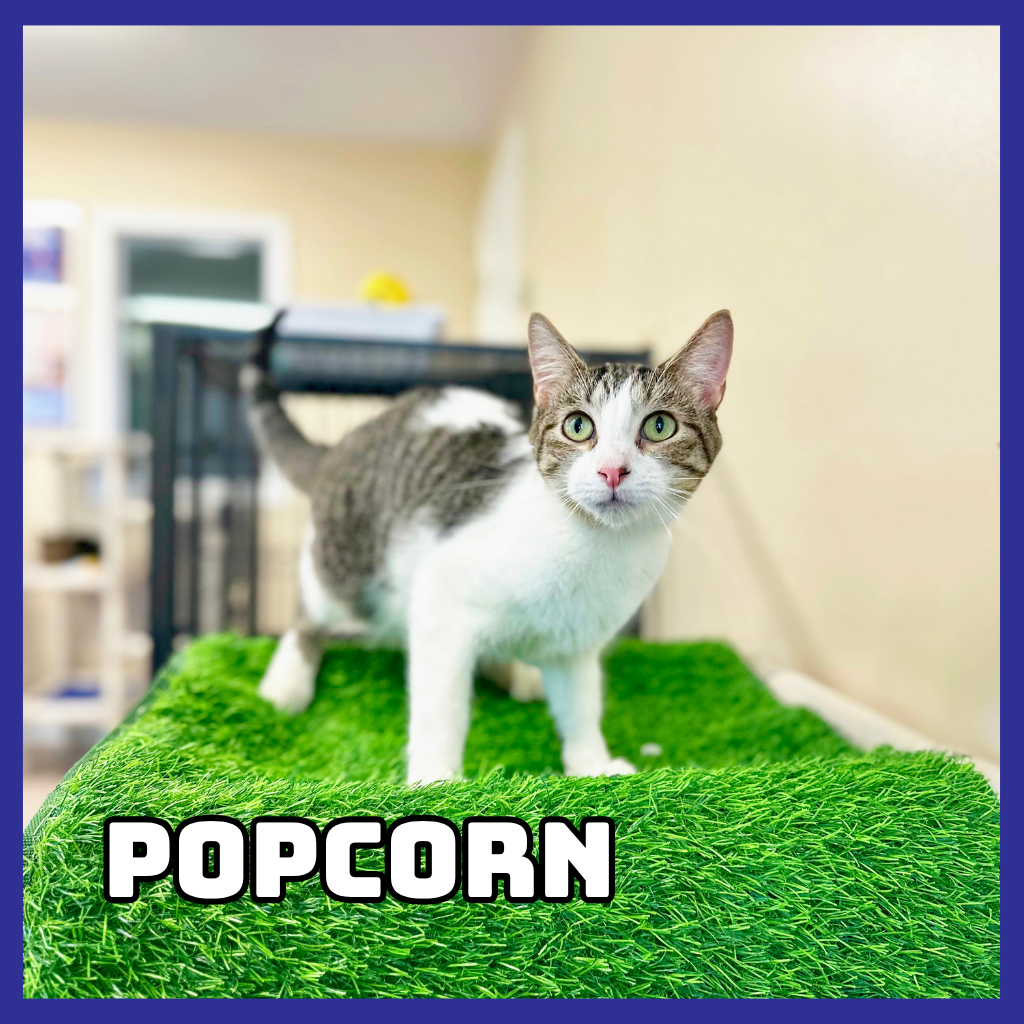 Popcorn