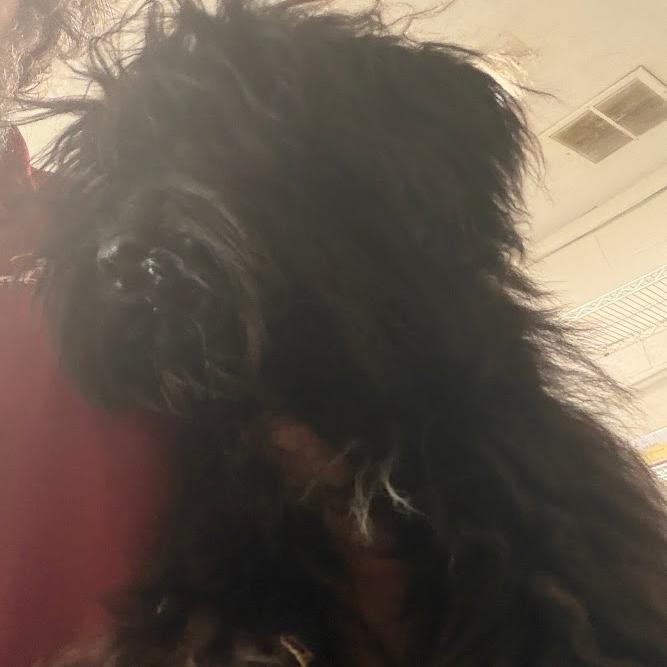 Otto