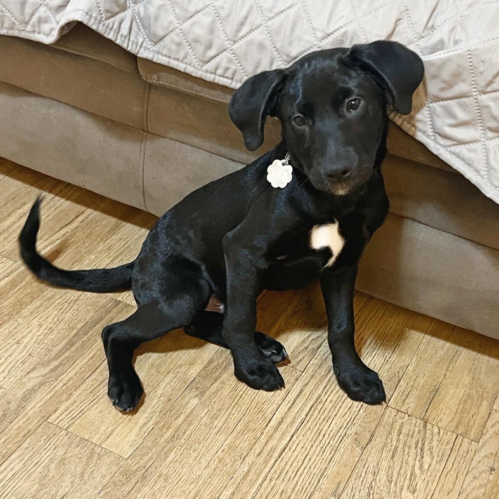 Rocky 