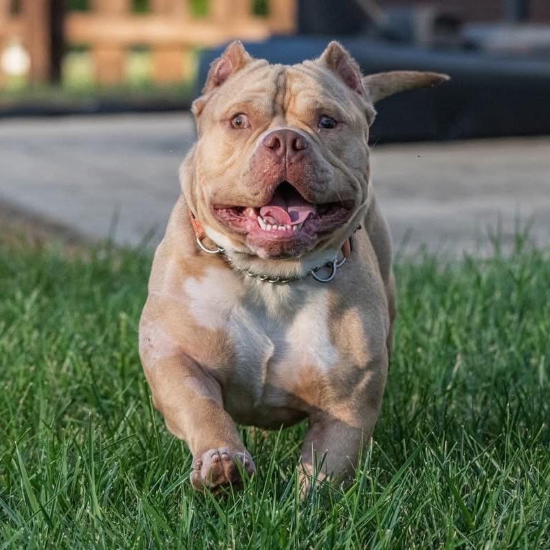 Capone (foster)