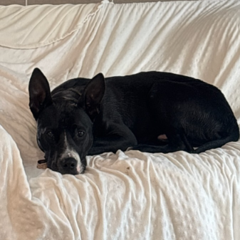 Wallie (foster)