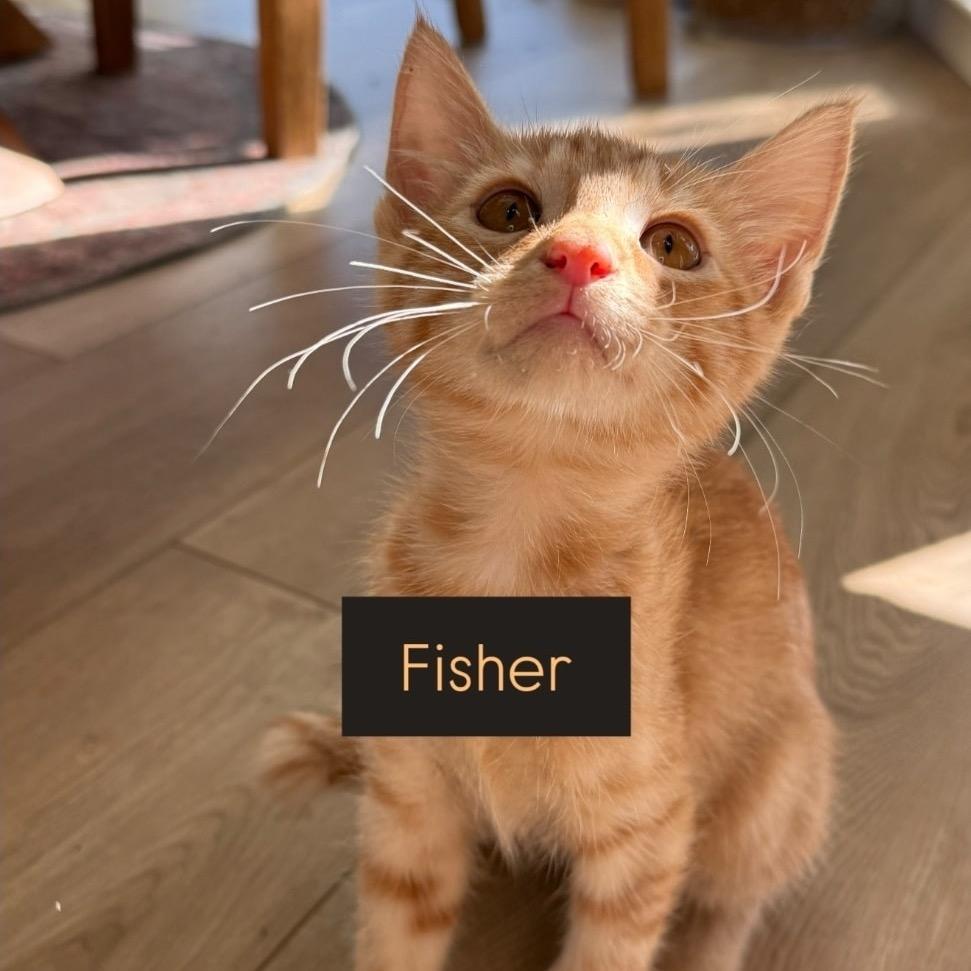 Fisher