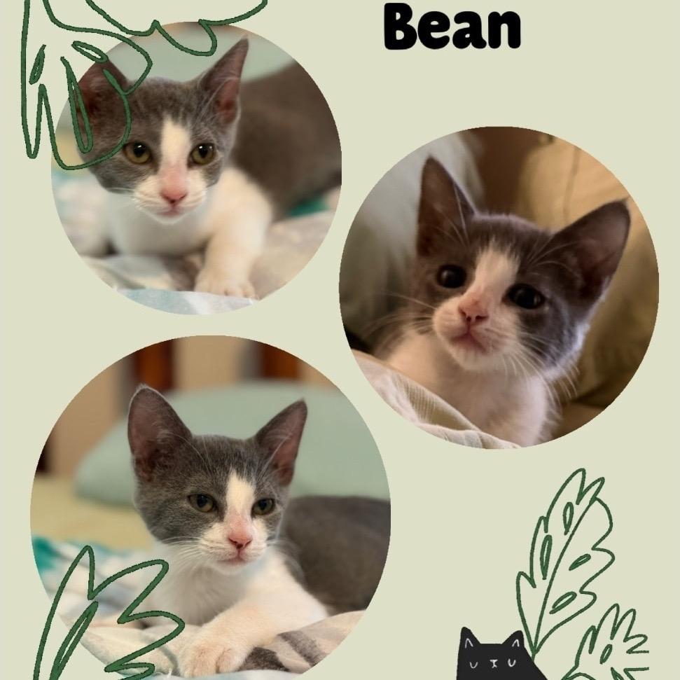 Bean