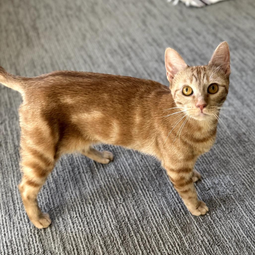Carmela