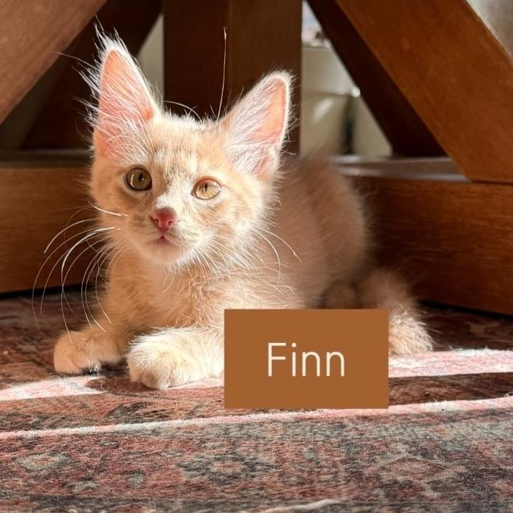 Finn