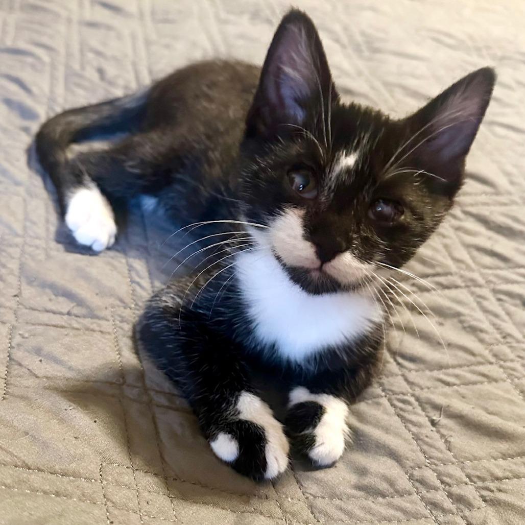 Evie