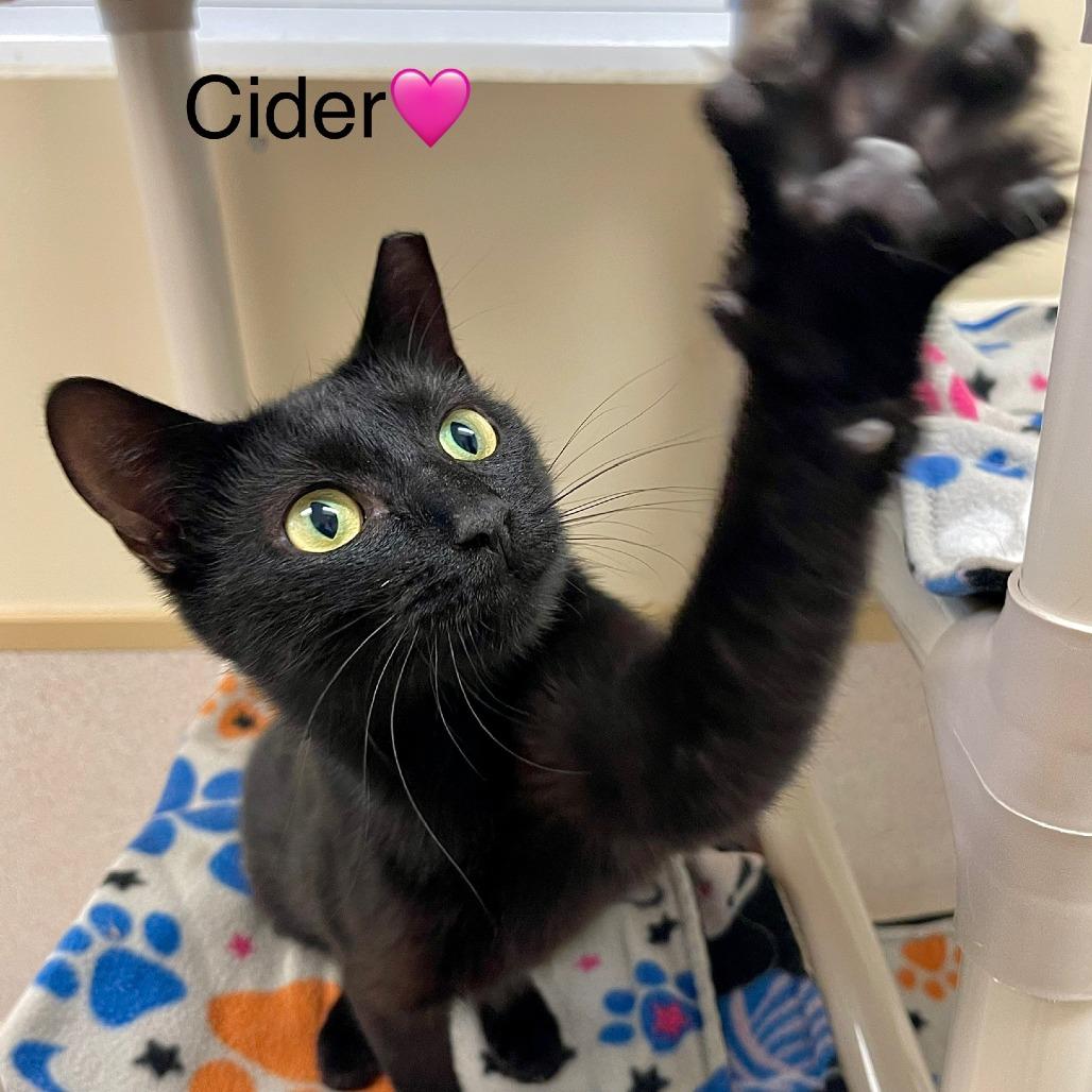Cider