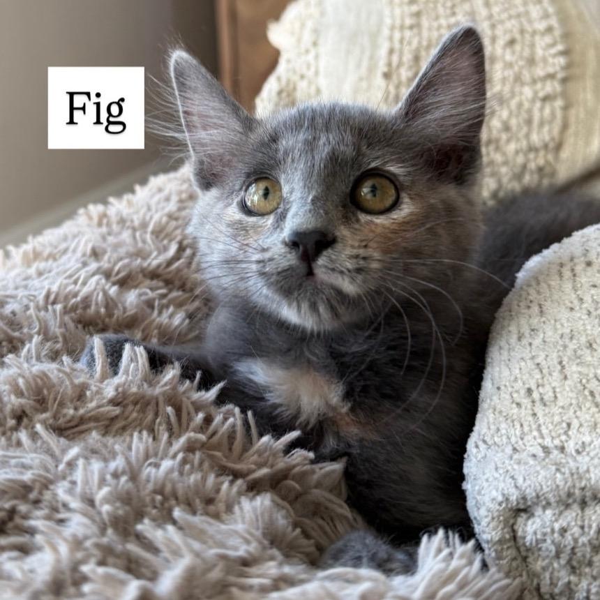 Fig