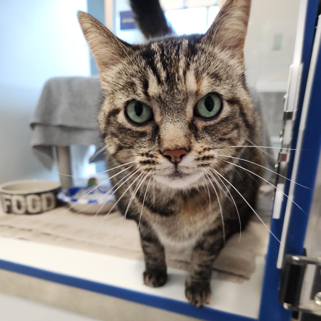 Ms Kitty