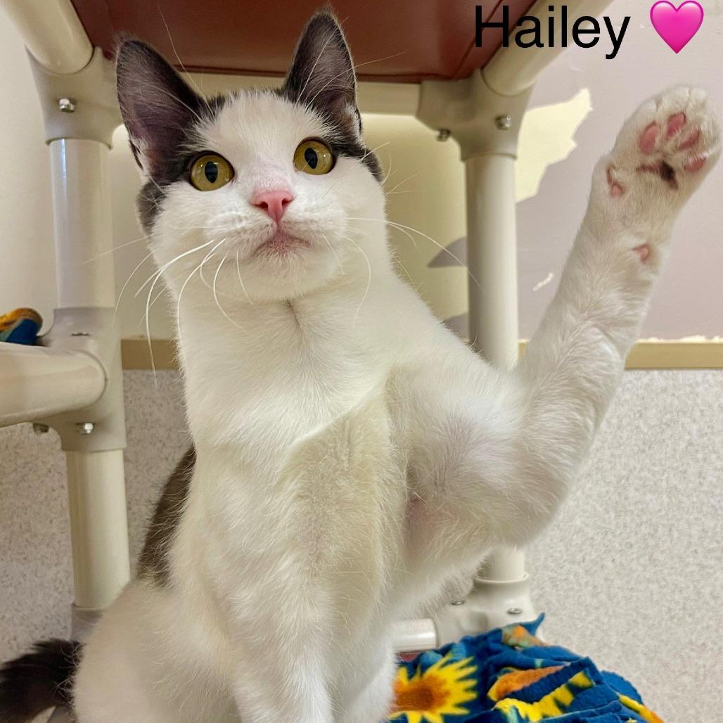 Hailey