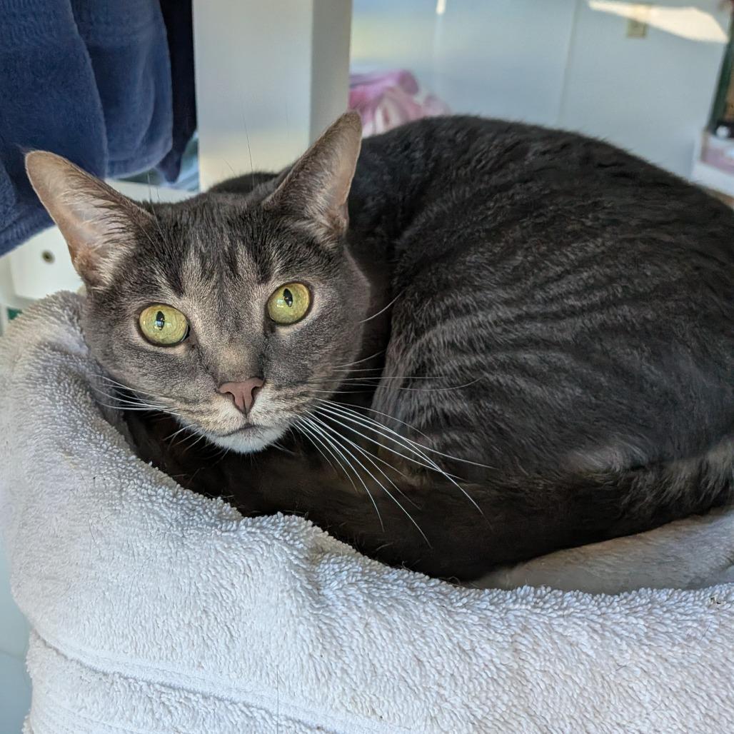 Rose-In Foster