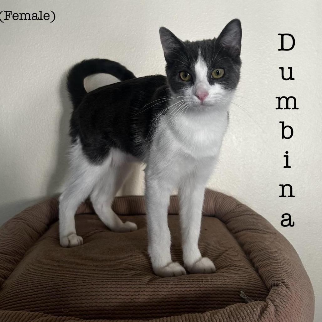 Dumbina